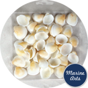 8844-P8 - Craft Pack - Small White Cockle Shells